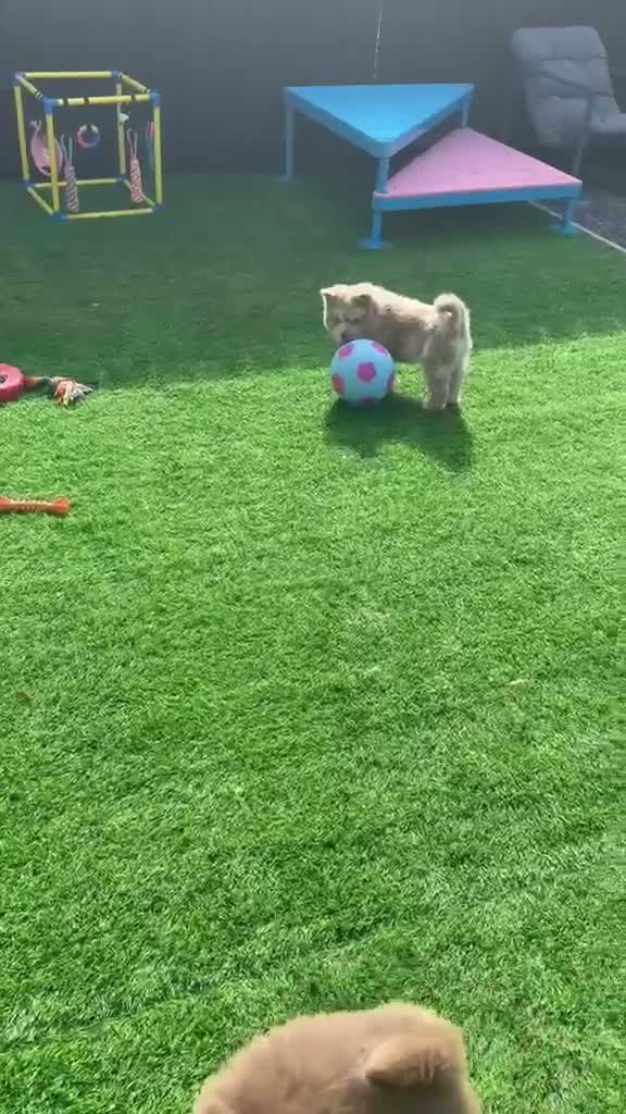 Chow Chow dogs for sale: Exotic colour male chow chow puppies for sale  - Video 1
