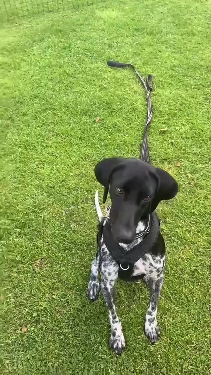 Pointer dogs for adoption: Oreo is looking for her forever home  in Humbie - Video 1