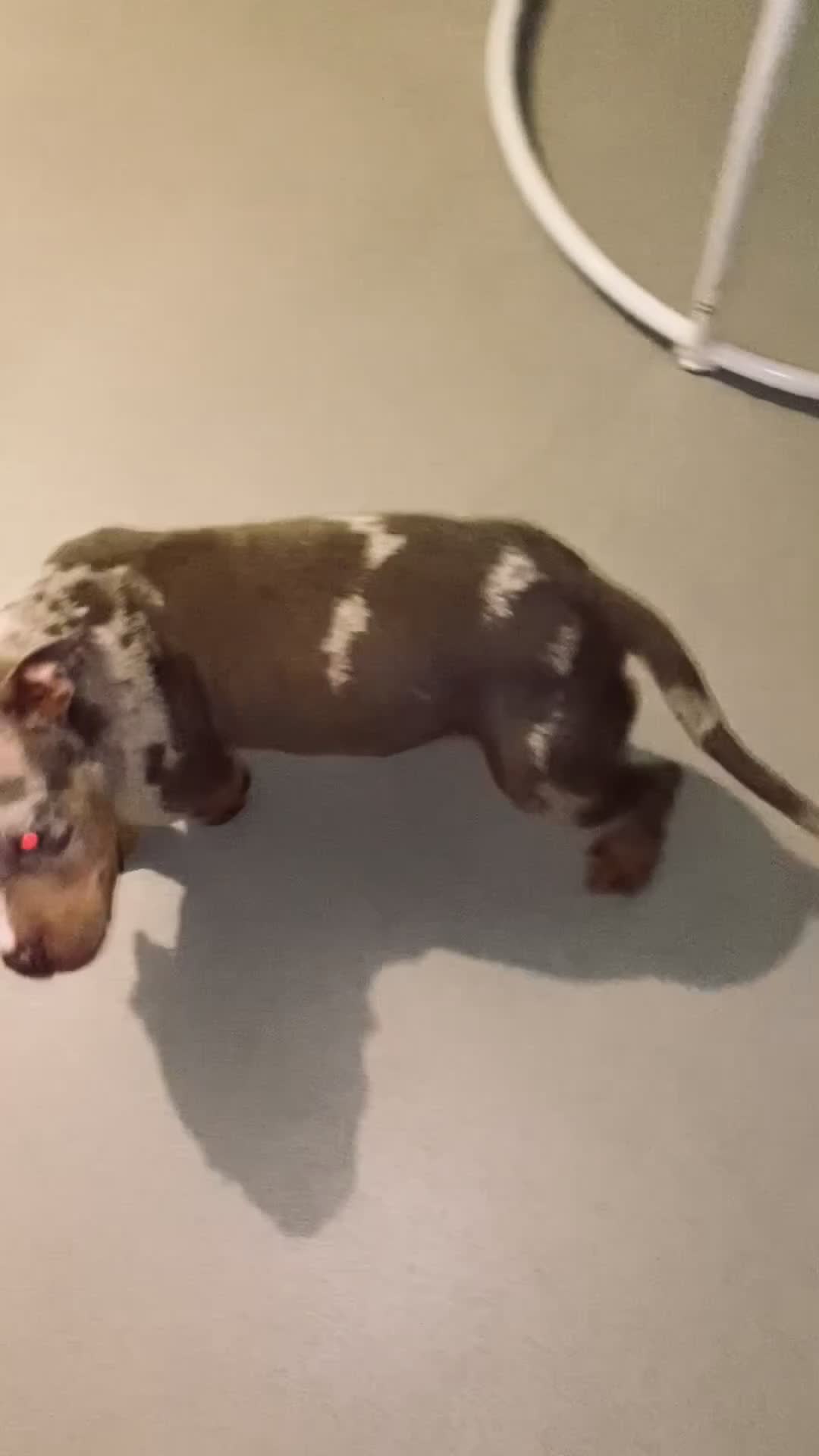 American Bully dogs for sale: Pocket Bullies - Video 3