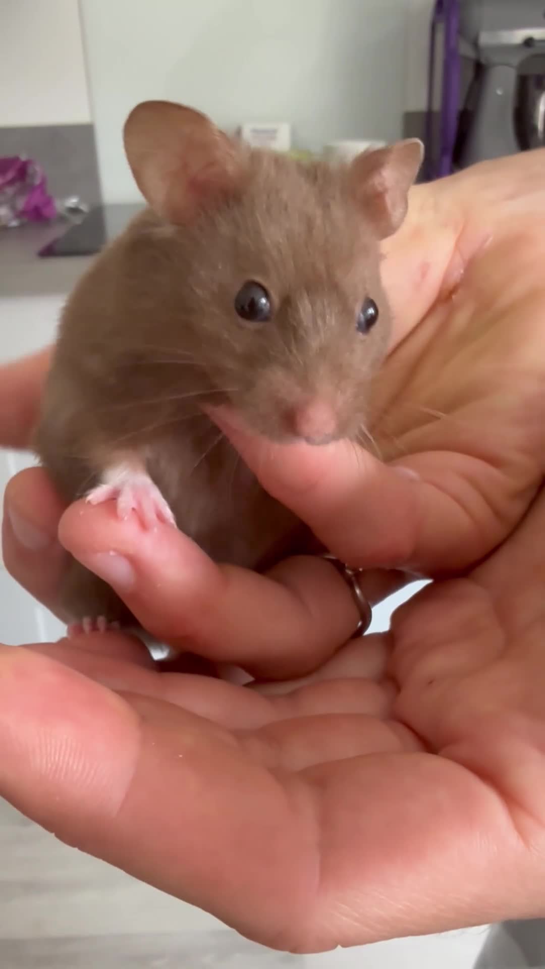 Hamster rodents for sale: Male baby hamster - rare mink brown - Video 2