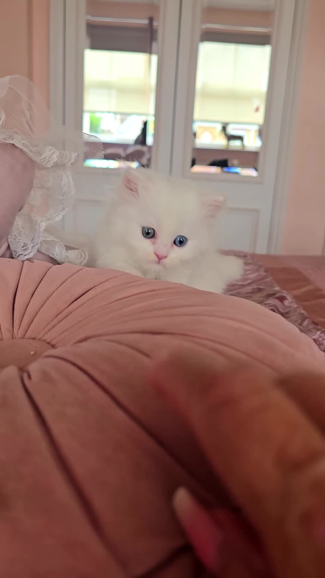 Munchkin cats for sale: 'Rughugger'Minuet kittens - Video 2
