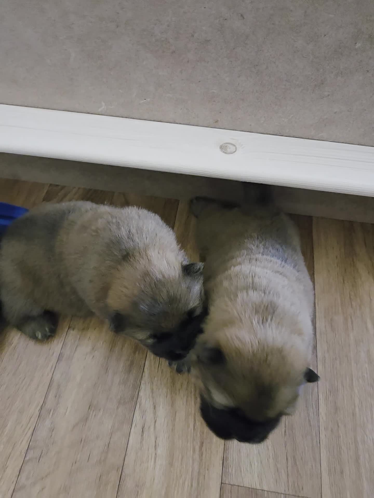 Chow Chow dogs for sale: KC REGISTERED CHOW CHOW GIRL - Video 2