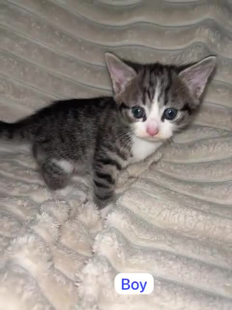 Mixed Breed cats for sale: Mixed breed Siamese kittens 2 boys 3 girls - Video 1