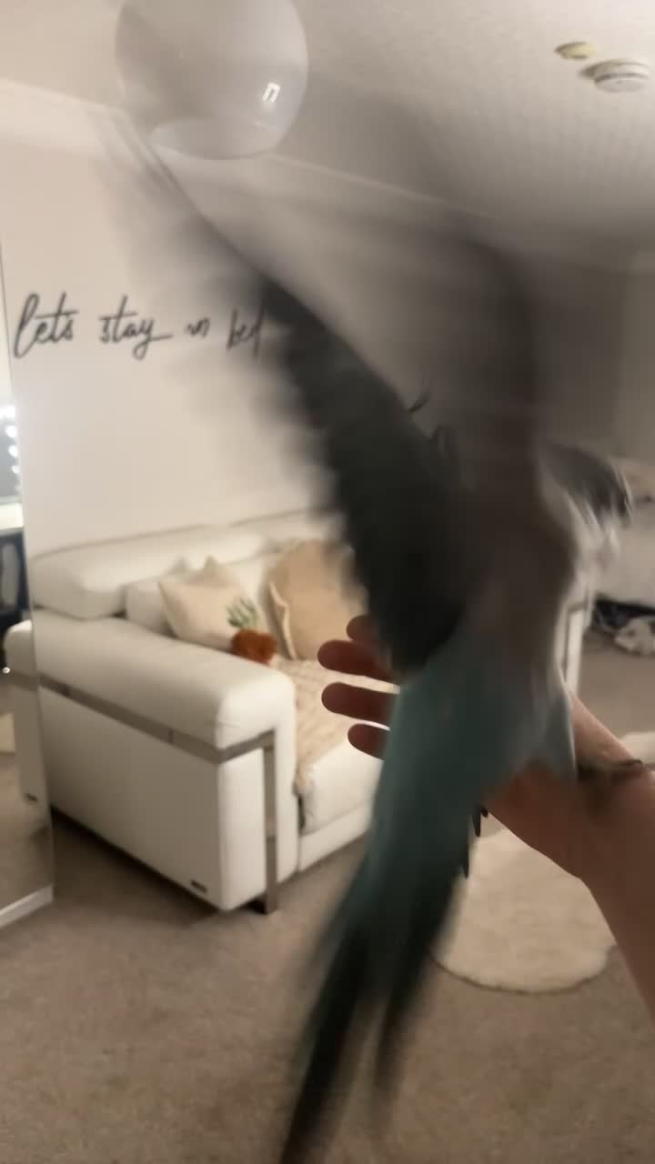 Cockatiels birds for sale: cockatiel and quaker parrot - Video 1