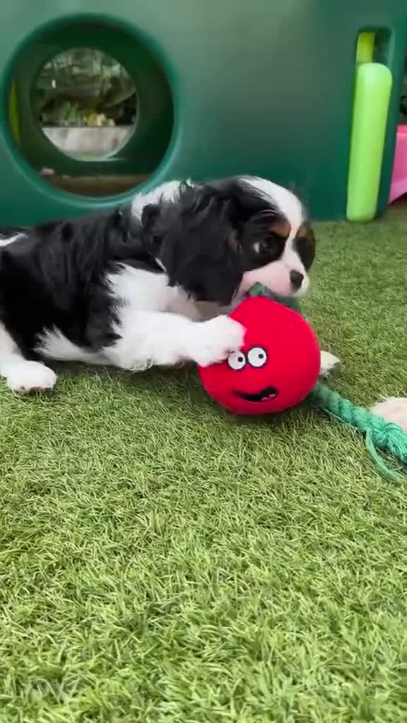 Cavalier King Charles Spaniel dogs for sale: Treated Cavalier king charles puppies   - Video 1