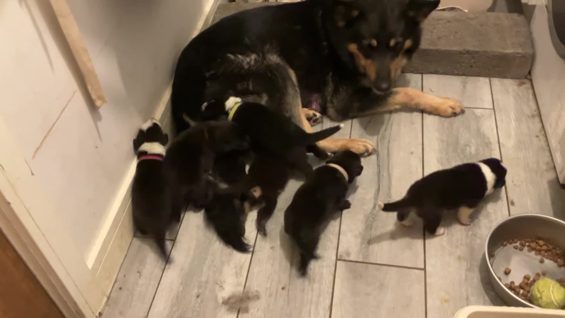 Mixed Breed dogs for sale: 🐾 Beautiful Shollie puppies - Video 2