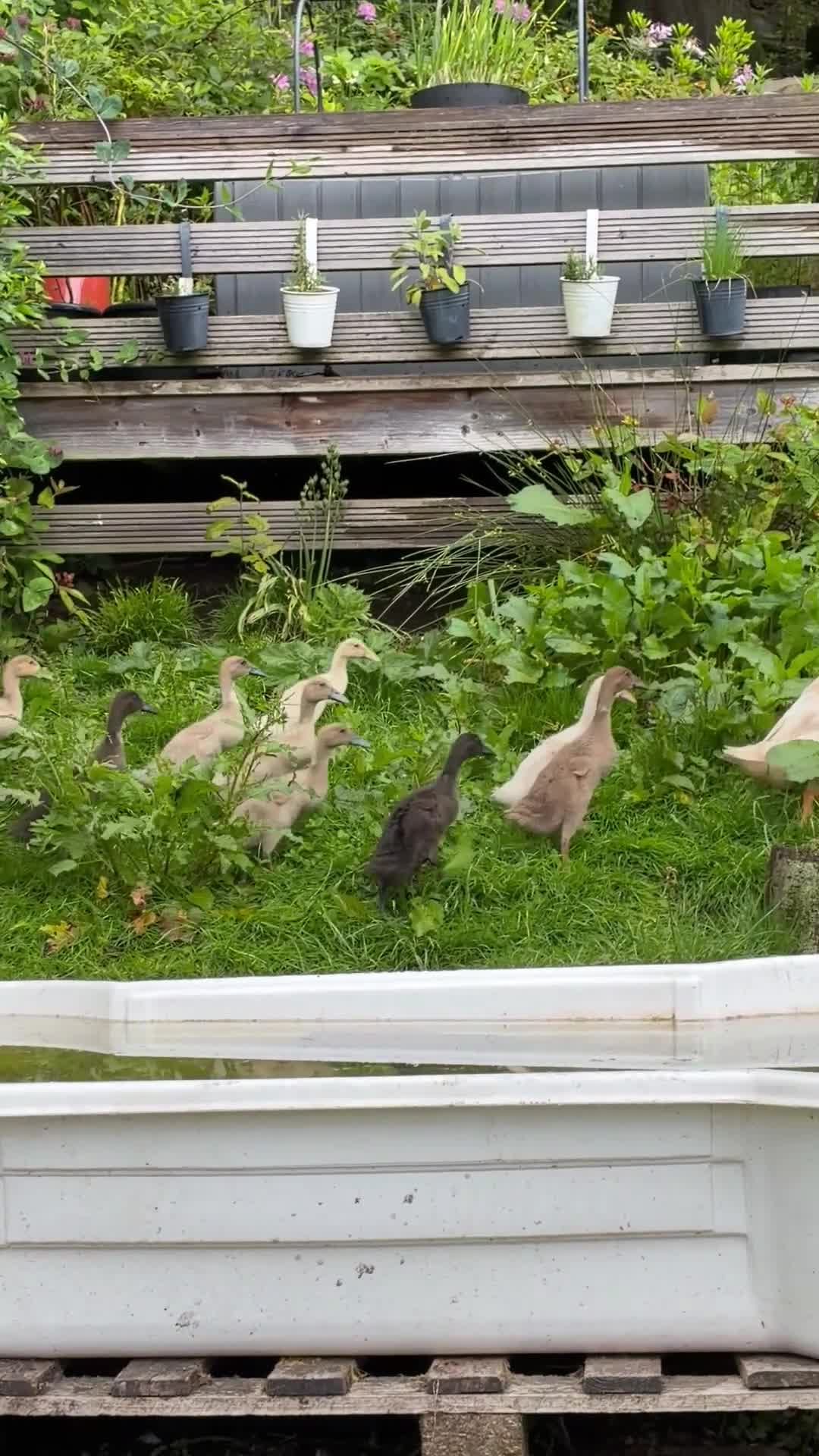 Ducks poultry for sale: Indian Runner Ducklings  - Video 3