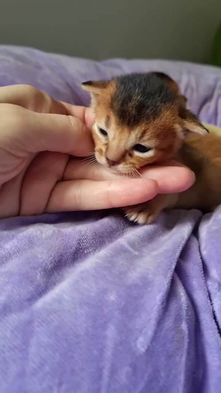 Abyssinian cats for sale: One beautiful Abyssinian boy - Video 1