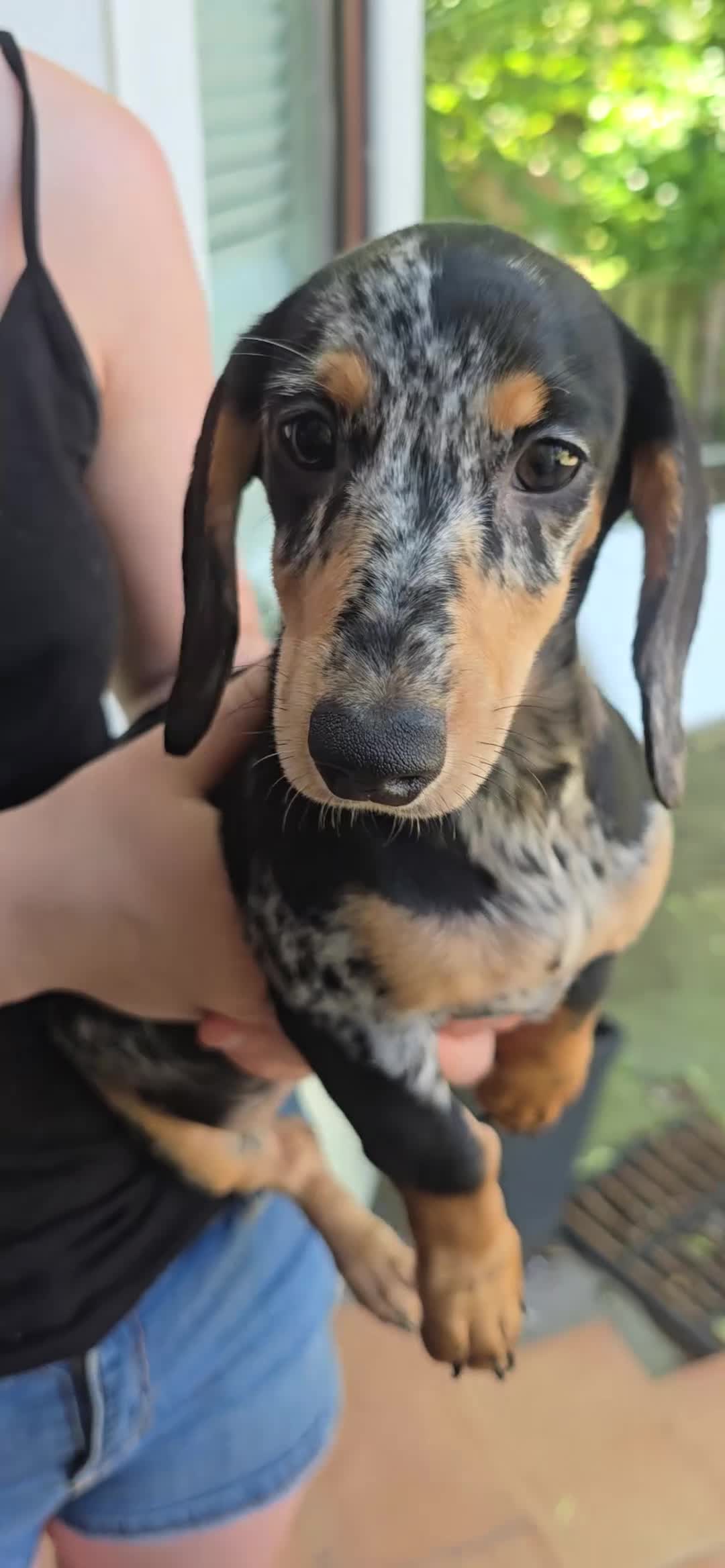 Miniature Dachshund dogs for sale: 💙💙Last 2 LONGHAIR BOY ❤️ 1 Girl SHORTHAIR - Video 2
