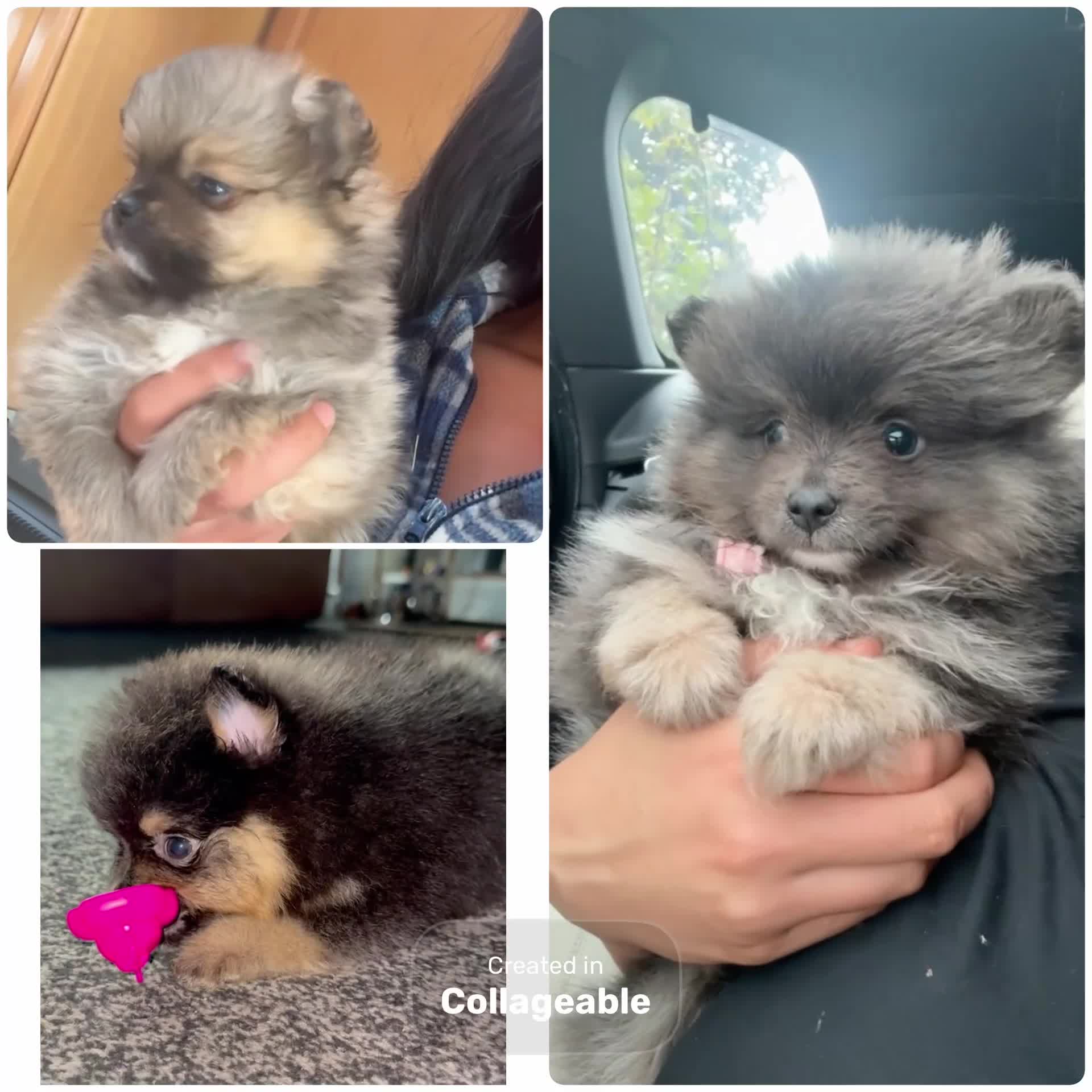 Pomeranian dogs for sale: Blue & tan boy available  - Video 1