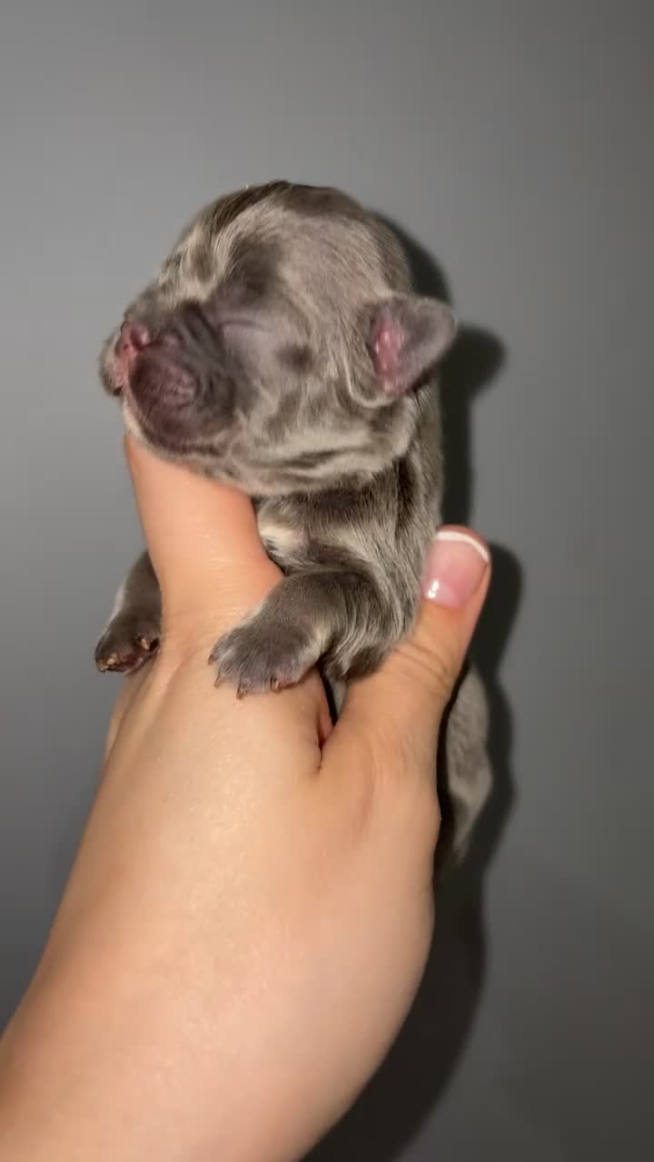 French Bulldog dogs for sale: Fluffy French bull dog puppys - Video 3