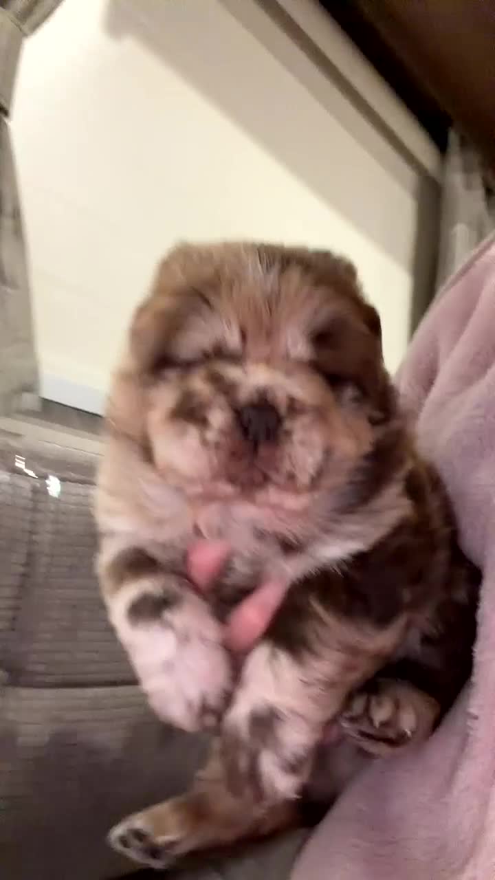 Chow Chow dogs for sale: Chocolate merle chow chow girl  - Video 2