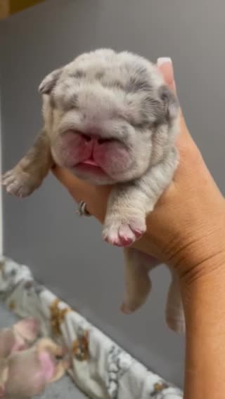 English Bulldog dogs for stud: 🌟 007 ready for stud duties 🌟 in Swindon - Video 1