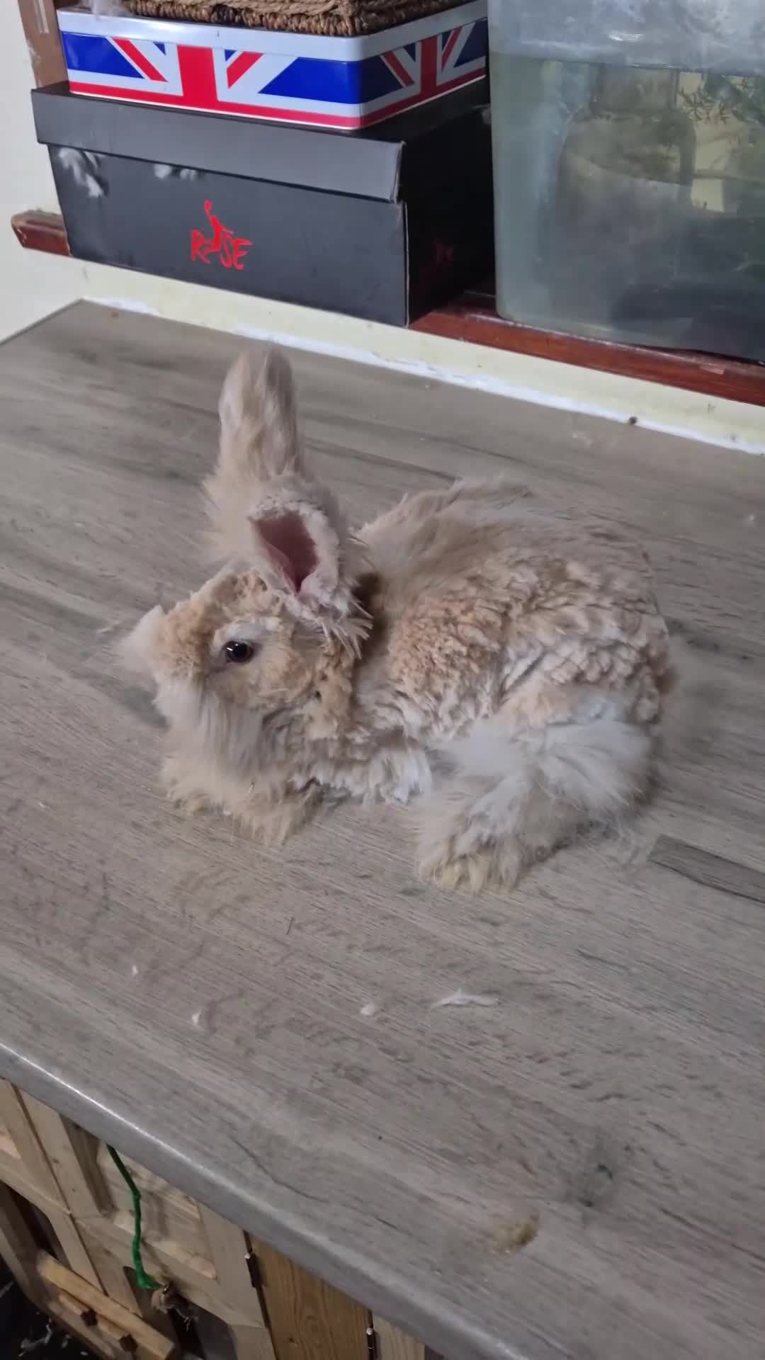 Angora rabbits for sale: Gorgeous Angora Rabbits, Pure Bred Full Faced. - Video 2