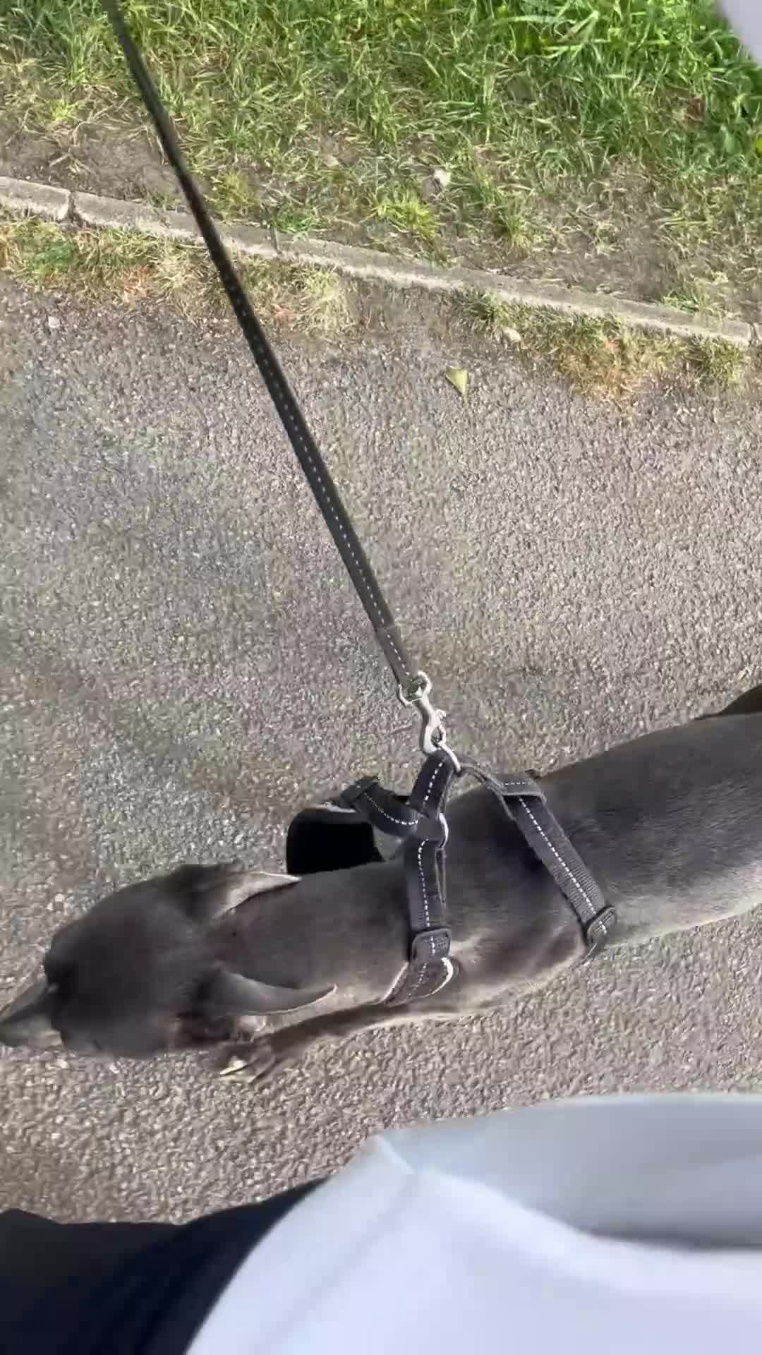 Whippet dogs for sale: Male whippet in Ashby-de-la-Zouch - Video 1