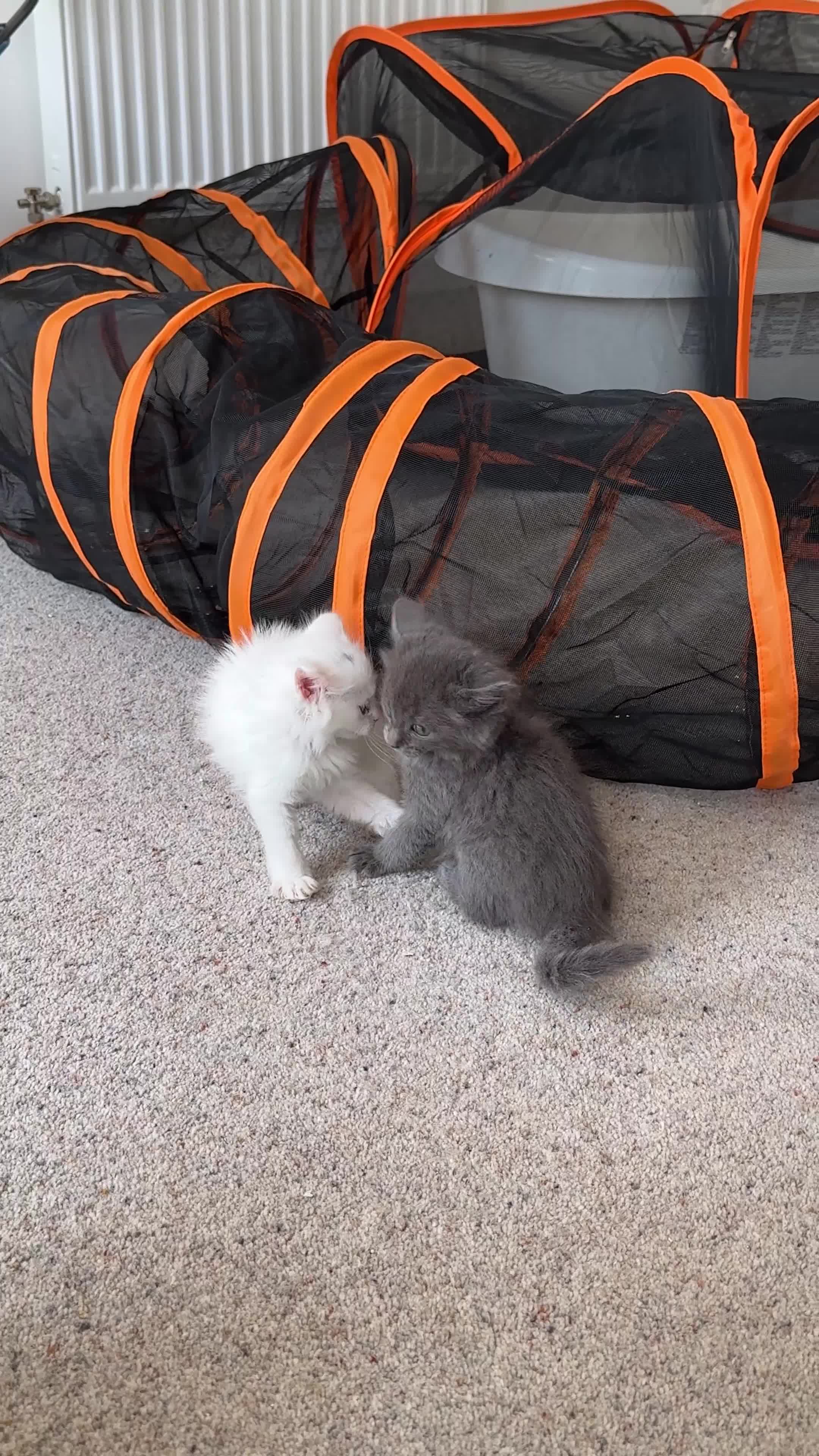 Maine Coon cats for sale: Maine Coon X Ragdoll Kittens 🐱 - Video 2