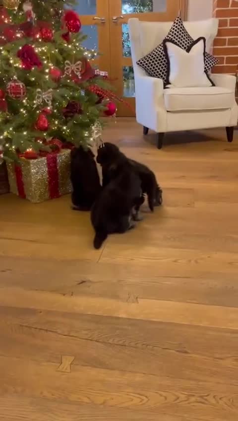 German Shepherd dogs for sale: German Shepherd Puppies Family-Raised 🐾 - Video 1