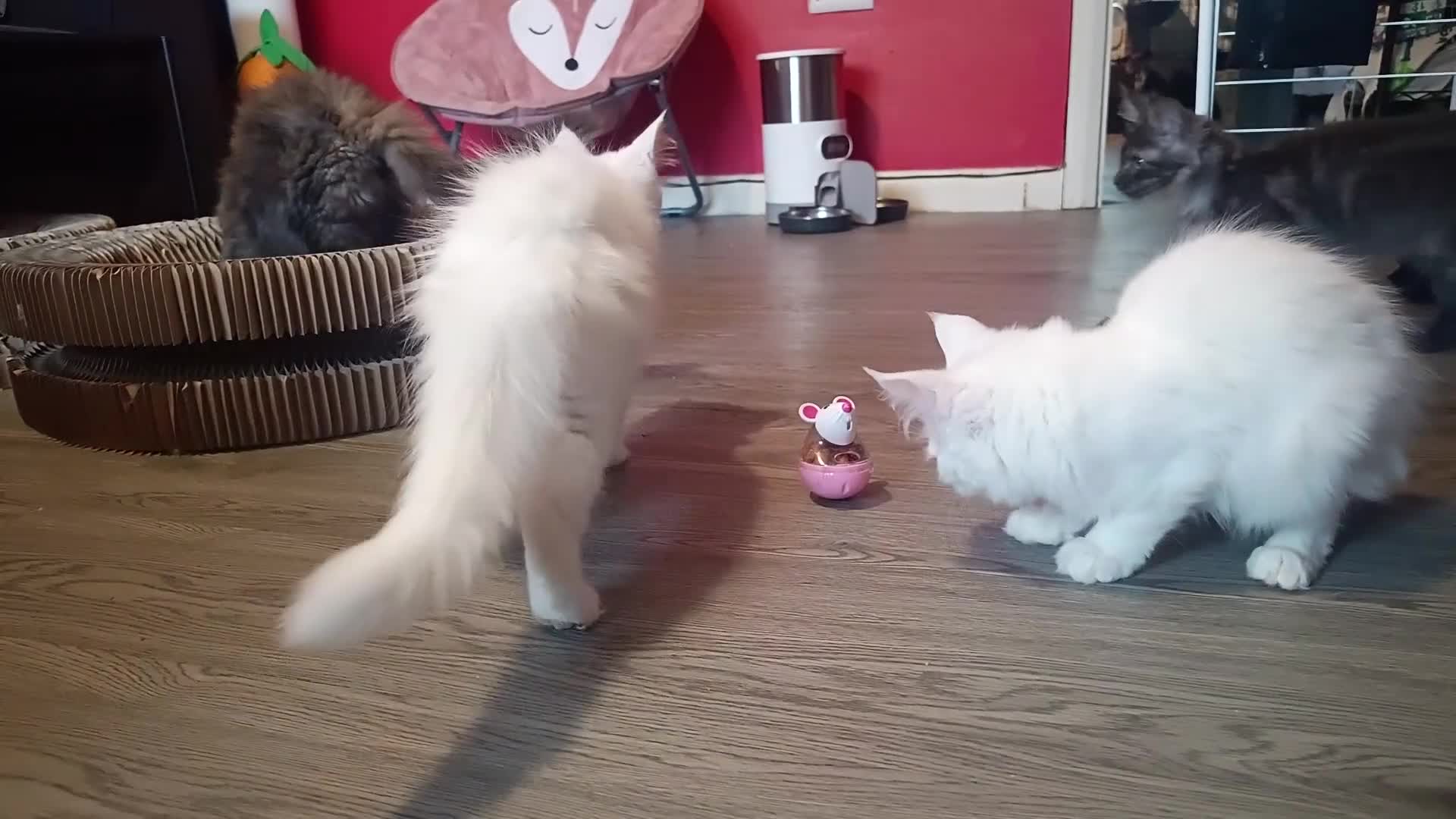 Maine Coon cats for sale: Maine Coon kittens in Manchester  - Video 1