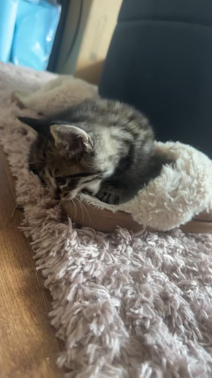 British Shorthair cats for sale: Beautiful Tabby Male Kitten –Ready Now - Video 5