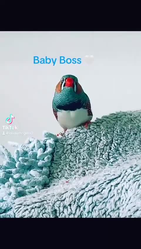 Canaries birds for sale: Budgies canaries zebra finches  - Video 1