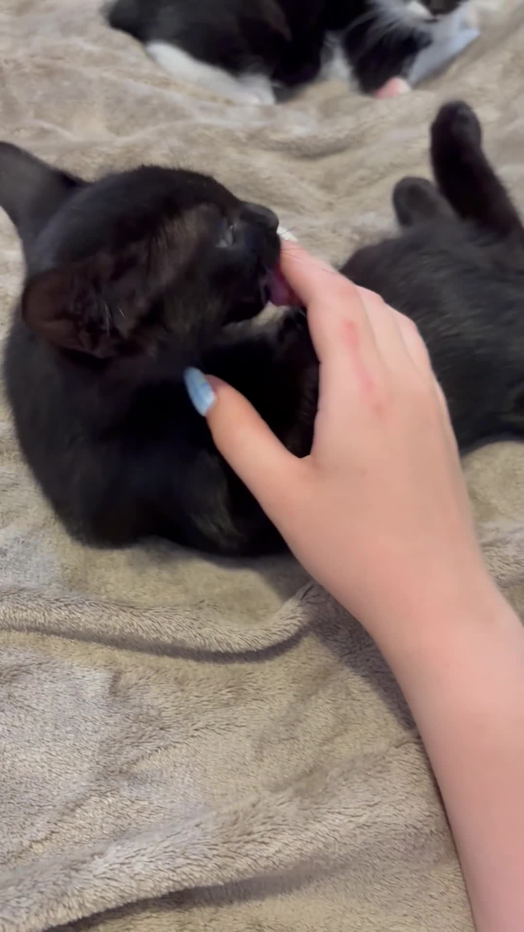 Mixed Breed cats for sale: Blue and Black Bonded Pair Male Kittens - Video 3