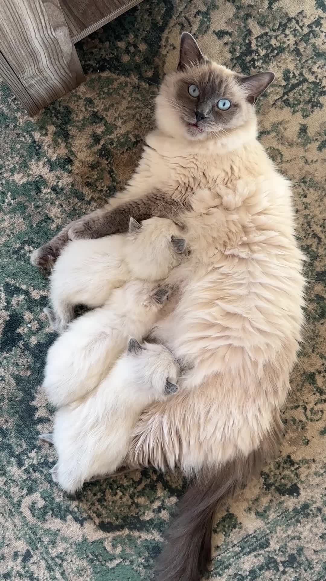 Ragdoll cats for sale: Exceptional Quality Ragdoll Kittens  - Video 2