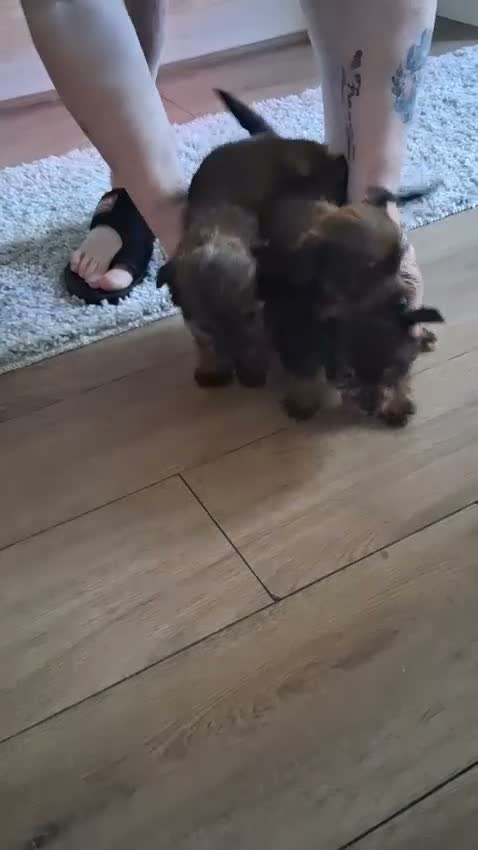 Mixed Breed dogs for sale: Jorkie (jack russel x yorkie) in Perth - Video 1