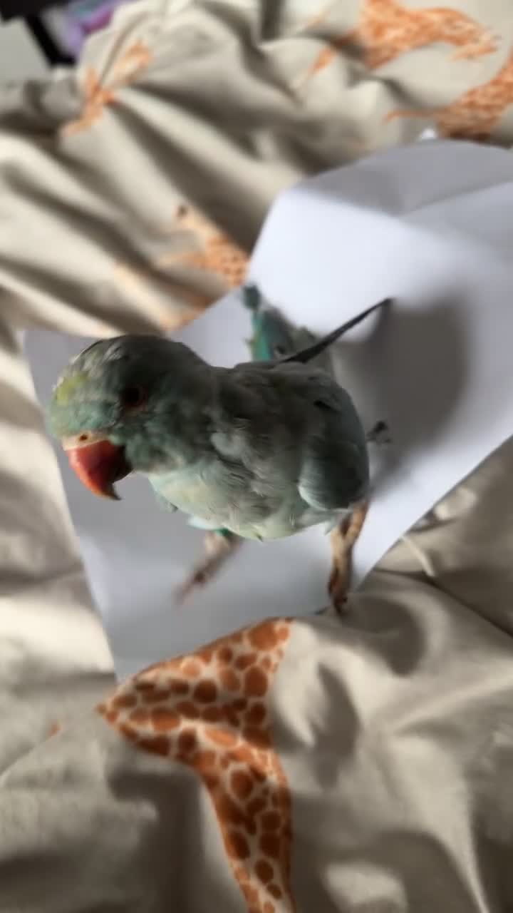 Ringnecks birds for sale: Female Indian ringneck  - Video 2