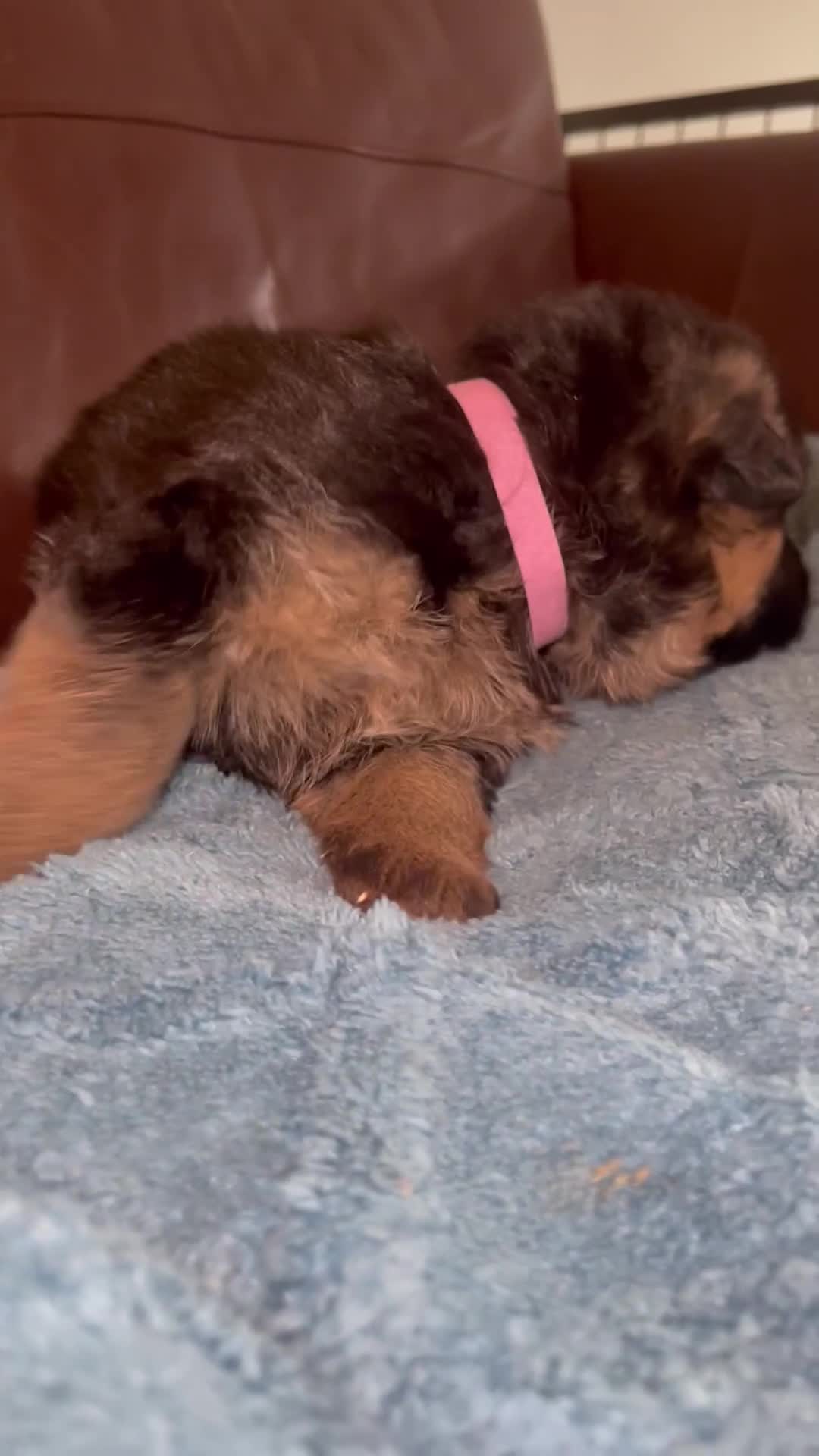German Shepherd dogs for sale: German shepherd puppies kc registered - Video 2