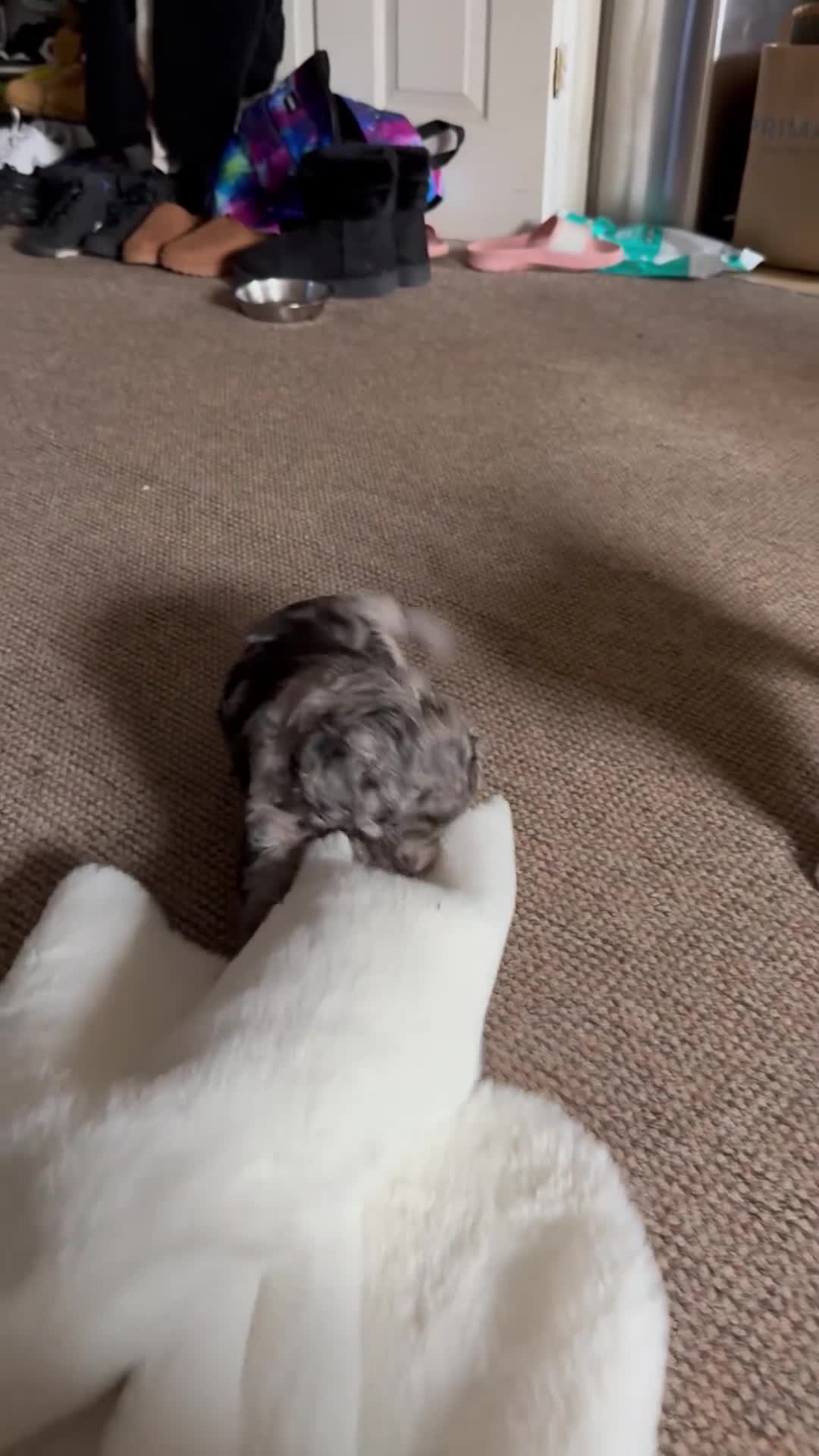 Cavapoo dogs for sale: Merle cavapoo boys  - Video 3