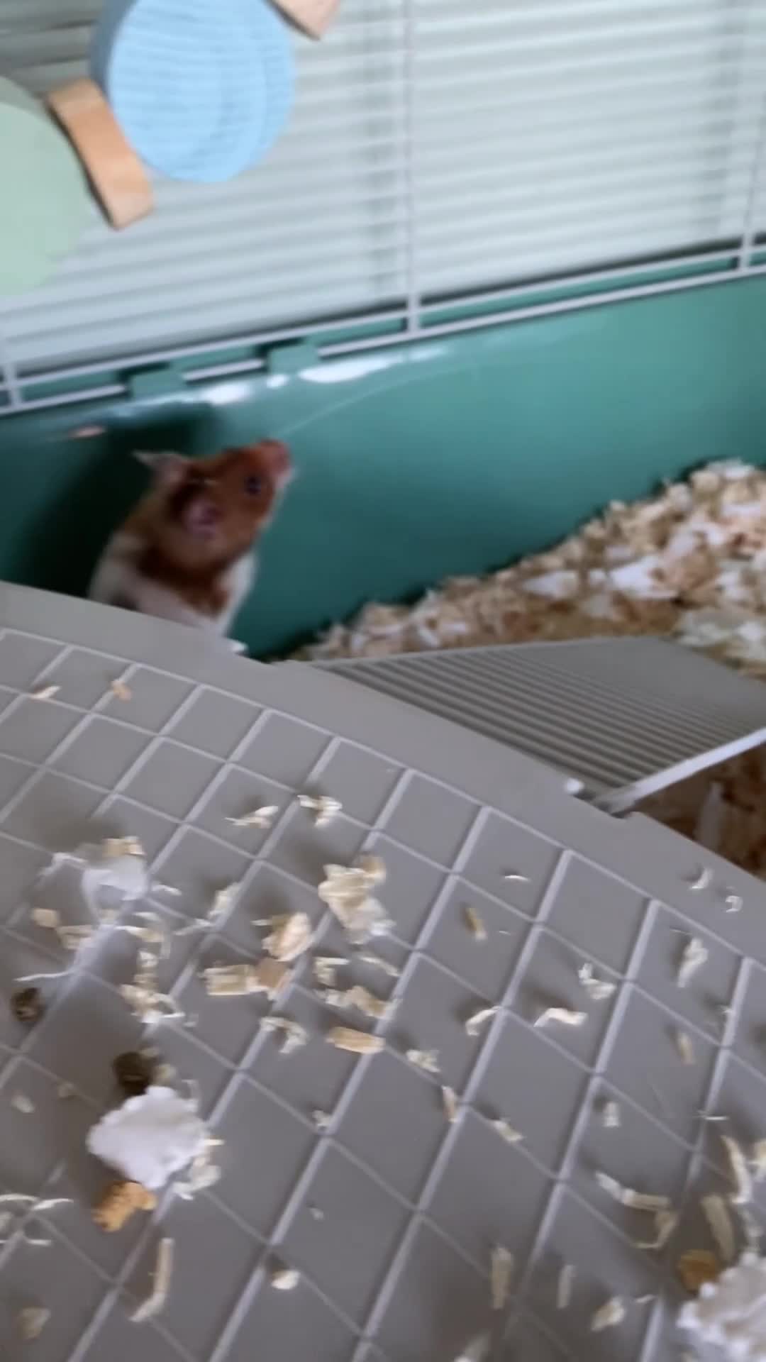 Hamster rodents for sale: Female Syrian hamster - Video 1