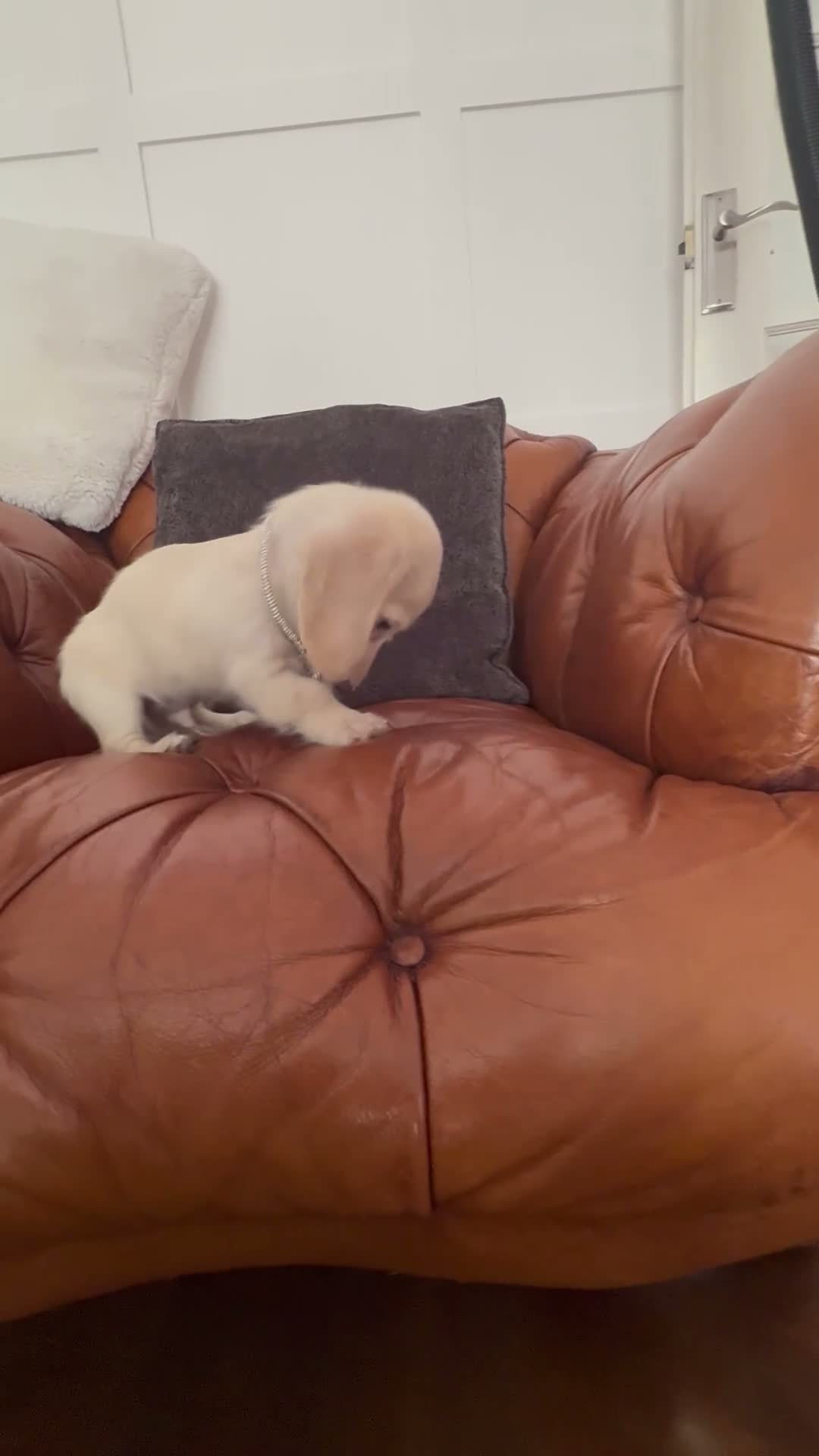 Miniature Dachshund dogs for sale: Stunning Pure Cream Longcoat Male  - Video 1