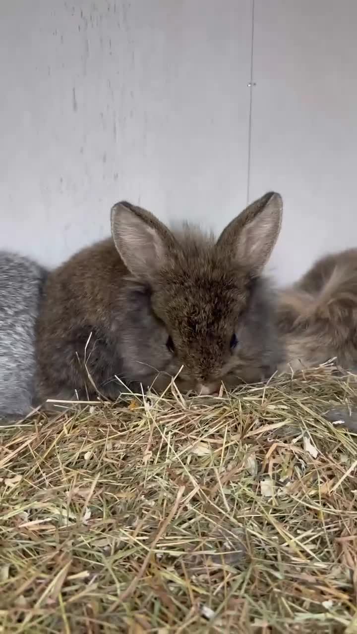 Lionhead rabbits for sale: 4 baby female rabbits for sale  - Video 4