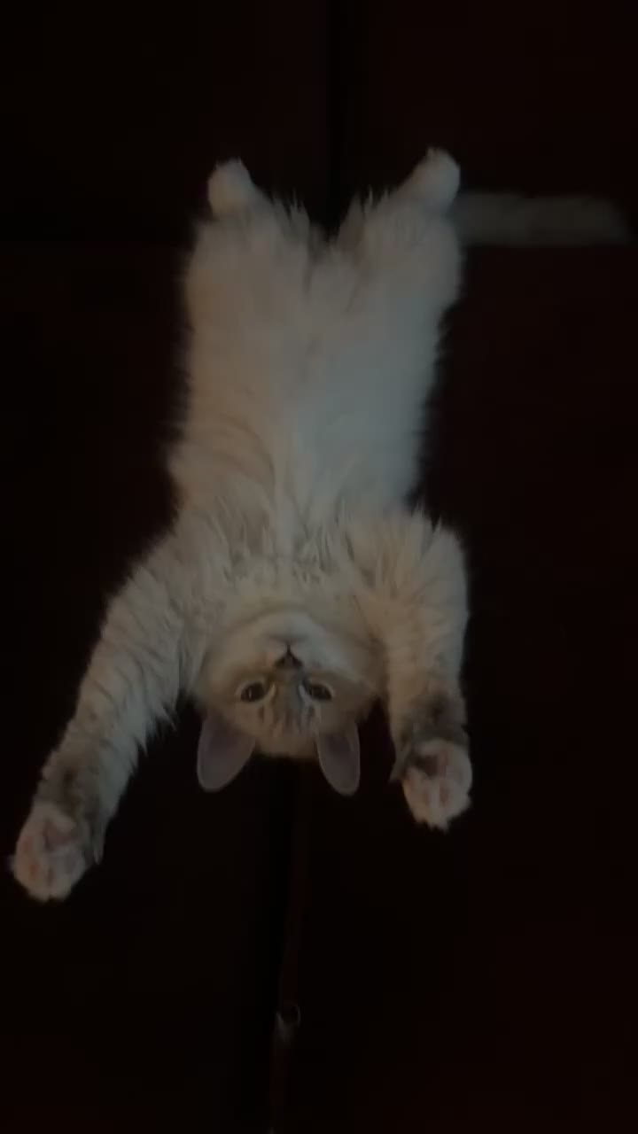 Ragdoll cats for sale: LUXURY RAGDOLL KITTENS  - Video 3