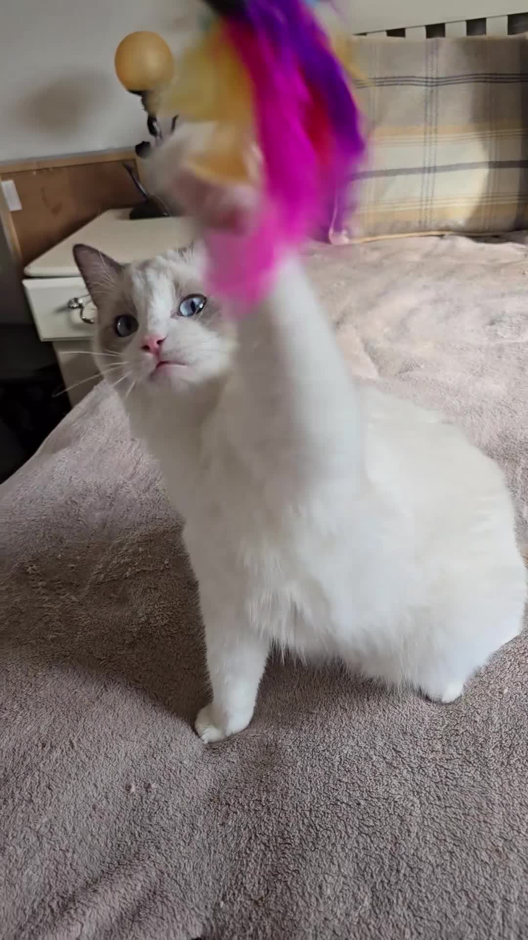 Ragdoll cats for sale: Ragdoll - Video 2