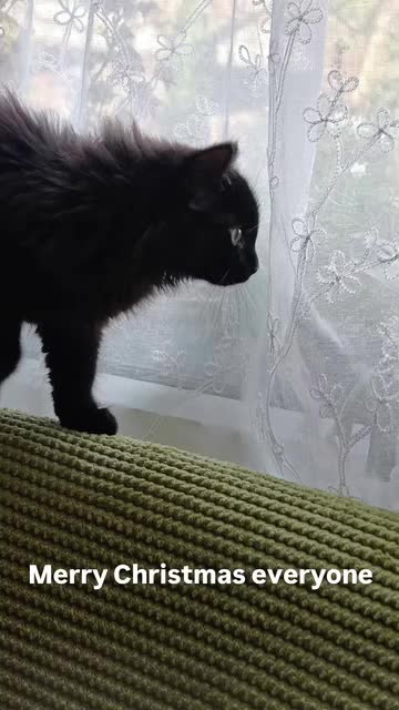 Domestic Shorthair cats for sale: FREE  3 KITTENS LOOKING FOR Forever Home - Video 3