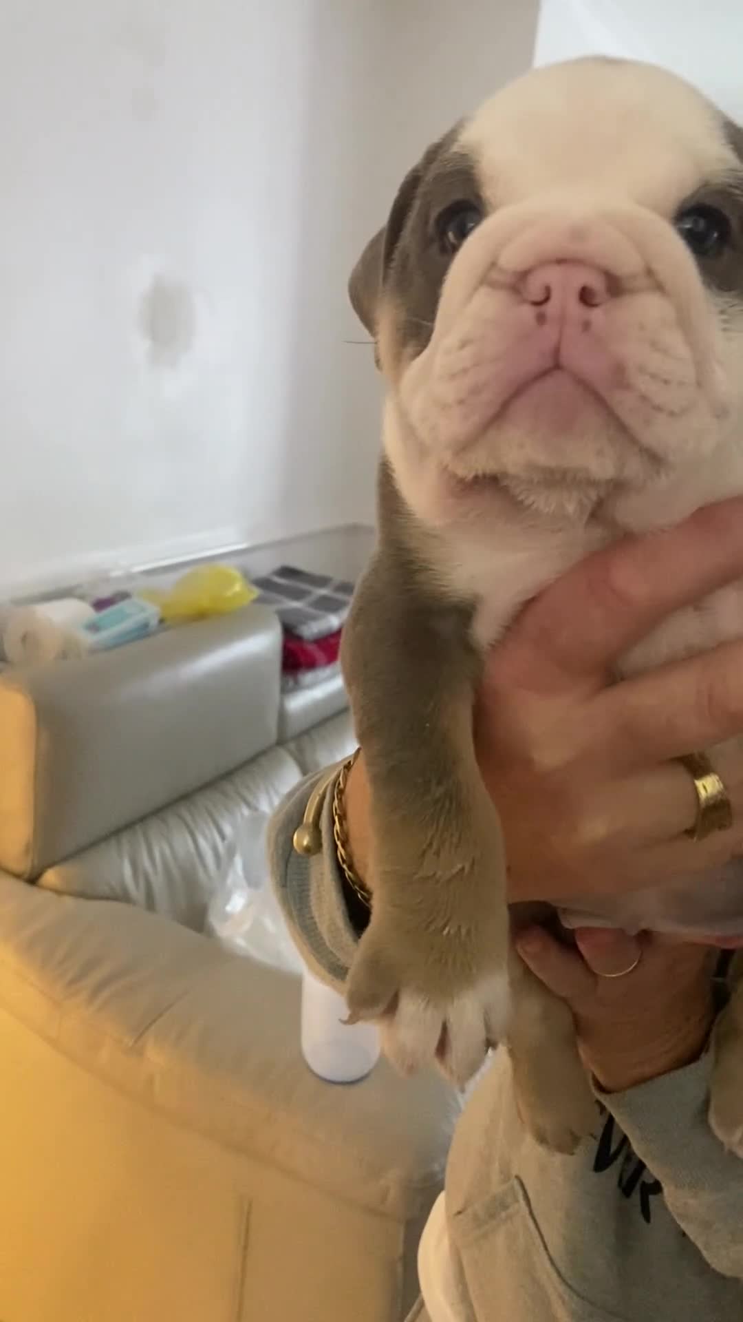 English Bulldog dogs for sale: The most beautiful bulldogs in manny - Video 2