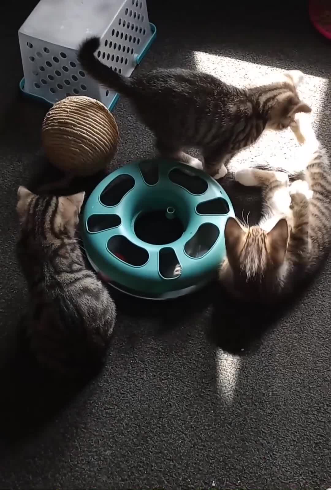 Mixed Breed cats for sale: 3 ADORABLE STRIPEY FURBALLS  - Video 1