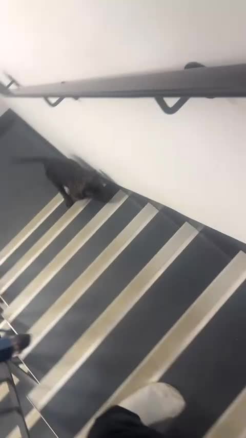 Cane Corso dogs for sale: Beautiful cane corso girl - Video 1