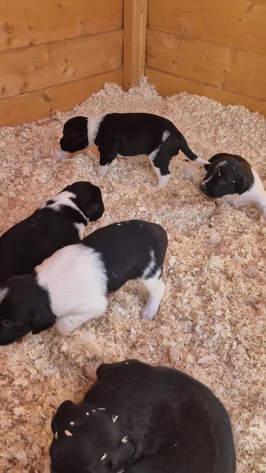 Mixed Breed dogs for sale: Beautiful sprollie puppies  - Video 2
