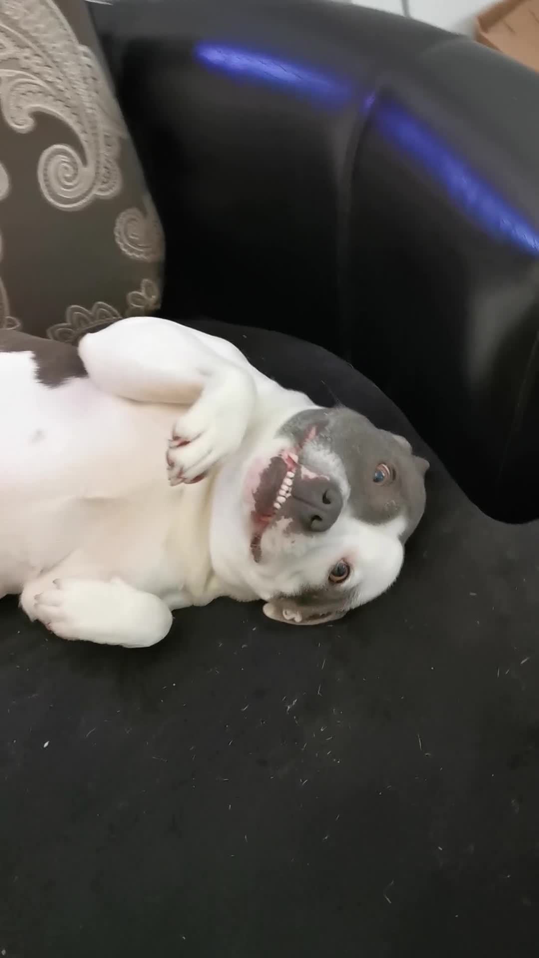 Staffordshire Bull Terrier dogs for sale: Beautiful Staffy's puppies - Video 1