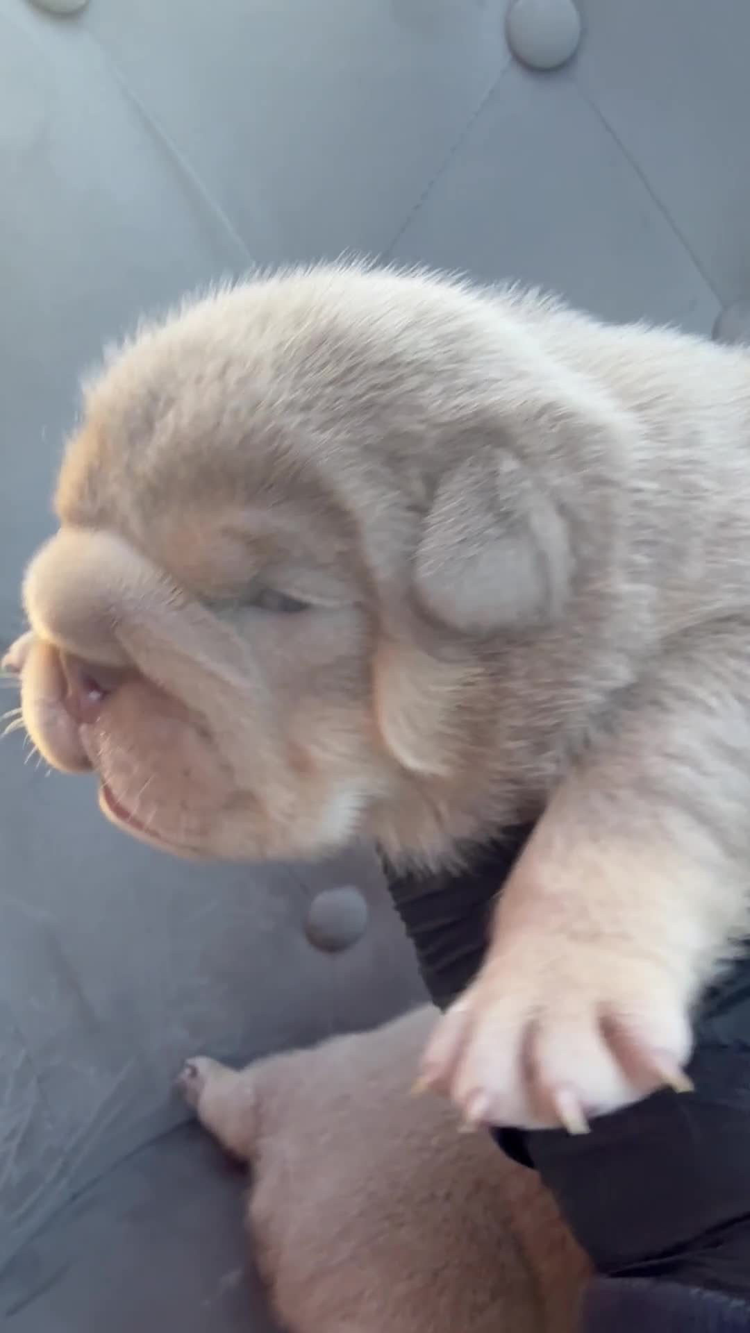 English Bulldog dogs for sale: KC Quality English Bulldogs  - Video 1