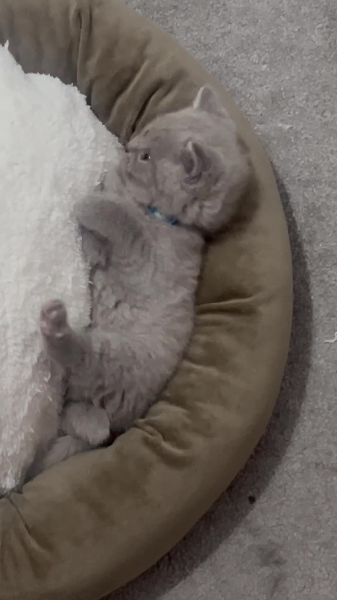 British Shorthair cats for sale: British shorthair blue and lilac - Video 2