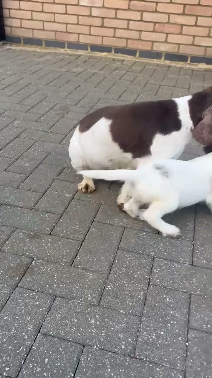 Cocker Spaniel dogs for sale: Cocker spaniel female puppy  - Video 1