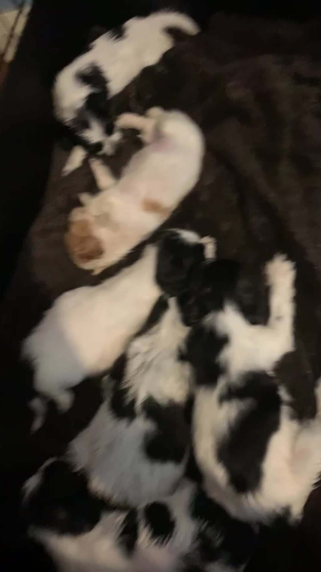 Cocker Spaniel dogs for sale: Beautiful cocker spaniels  - Video 1