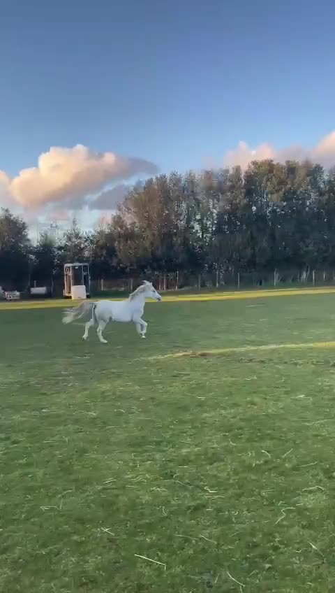 Welsh Section A horses for sale: uptown hope🏡 the absolute mothers dream… - Video 2