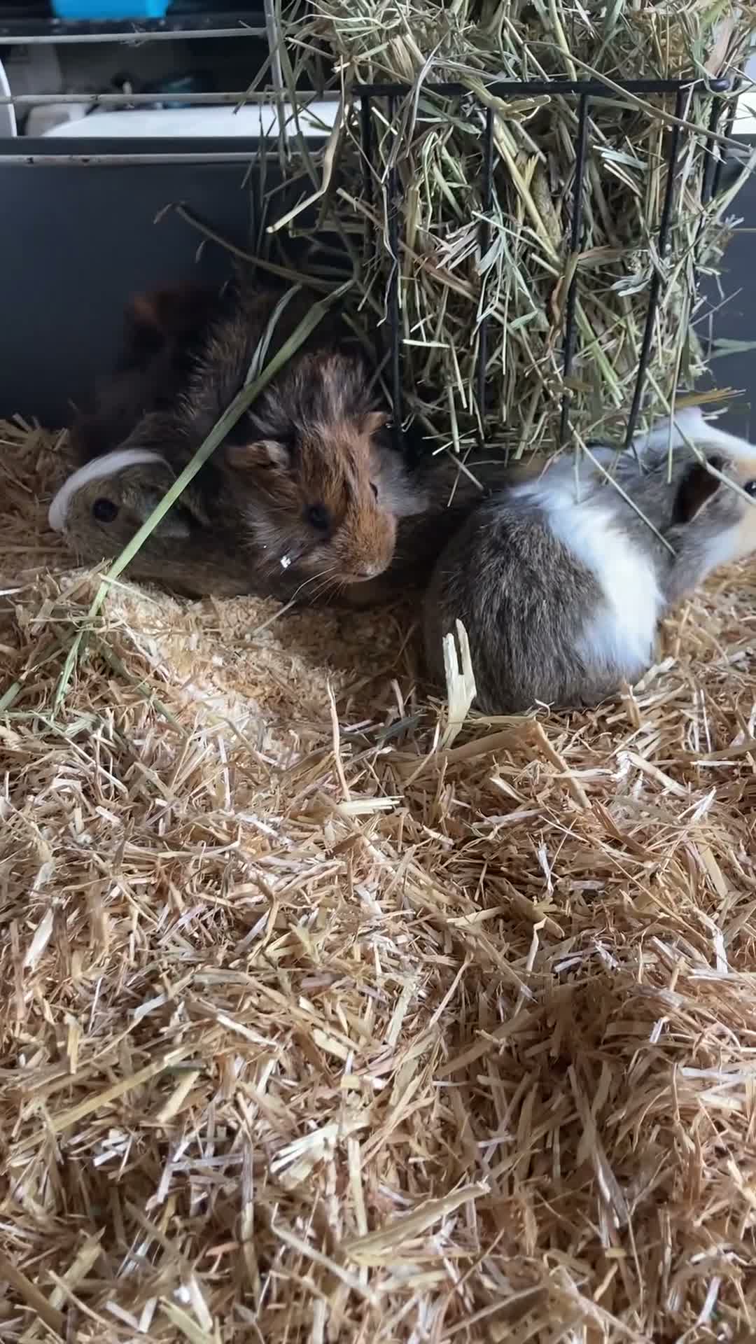Guinea Pig rodents for sale: Gorgeous Guinea Pigs - Video 2