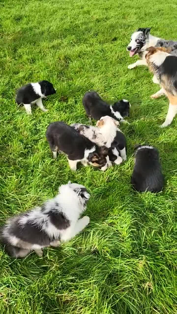 Mixed Breed dogs for sale: 7 Lovely Puppies 2Blue Merle and 5 border Collies. - Video 1