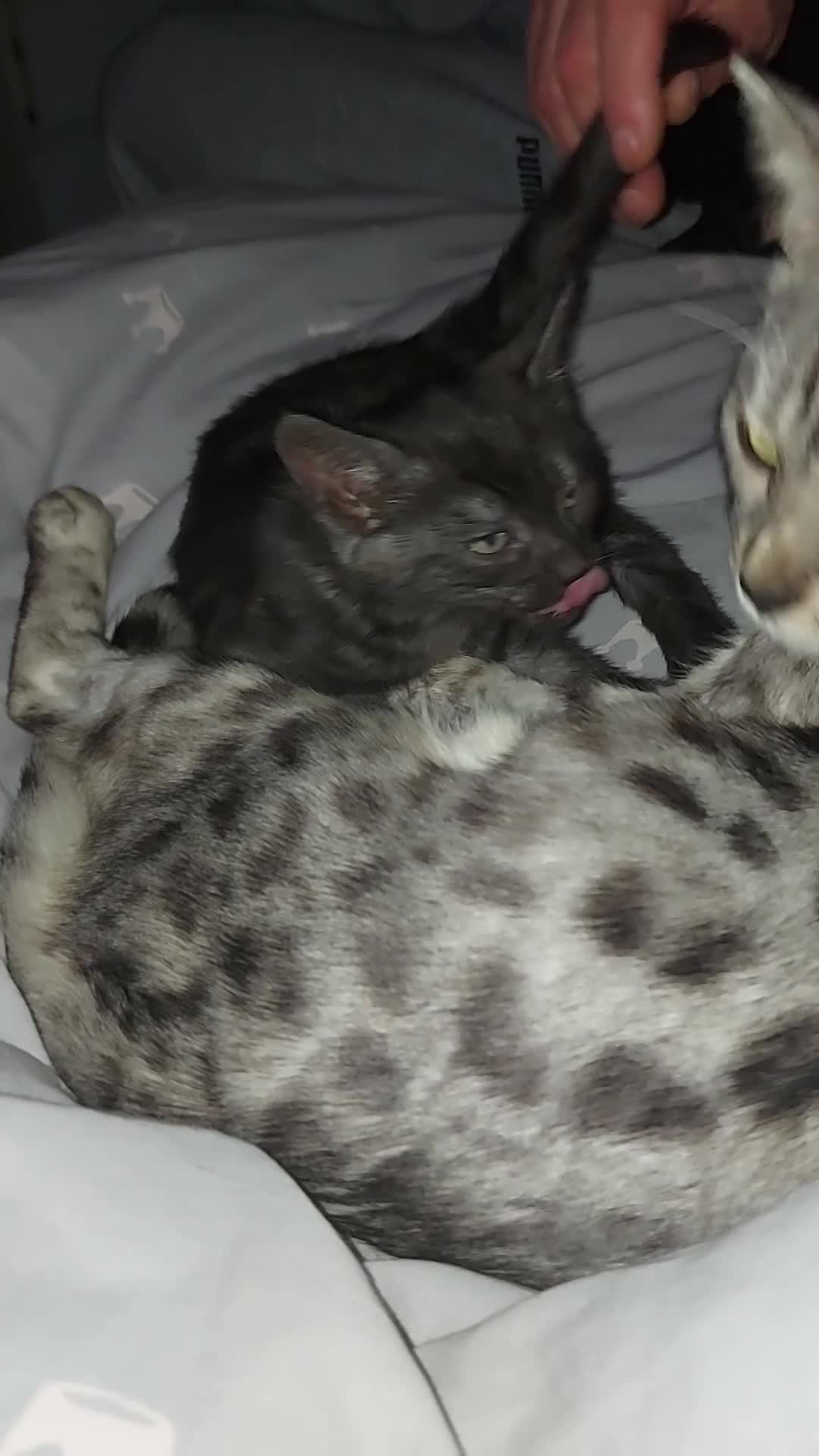 Bengal cats for sale:  Bengal Type Kittens Boys – Stunning Markings - Video 2