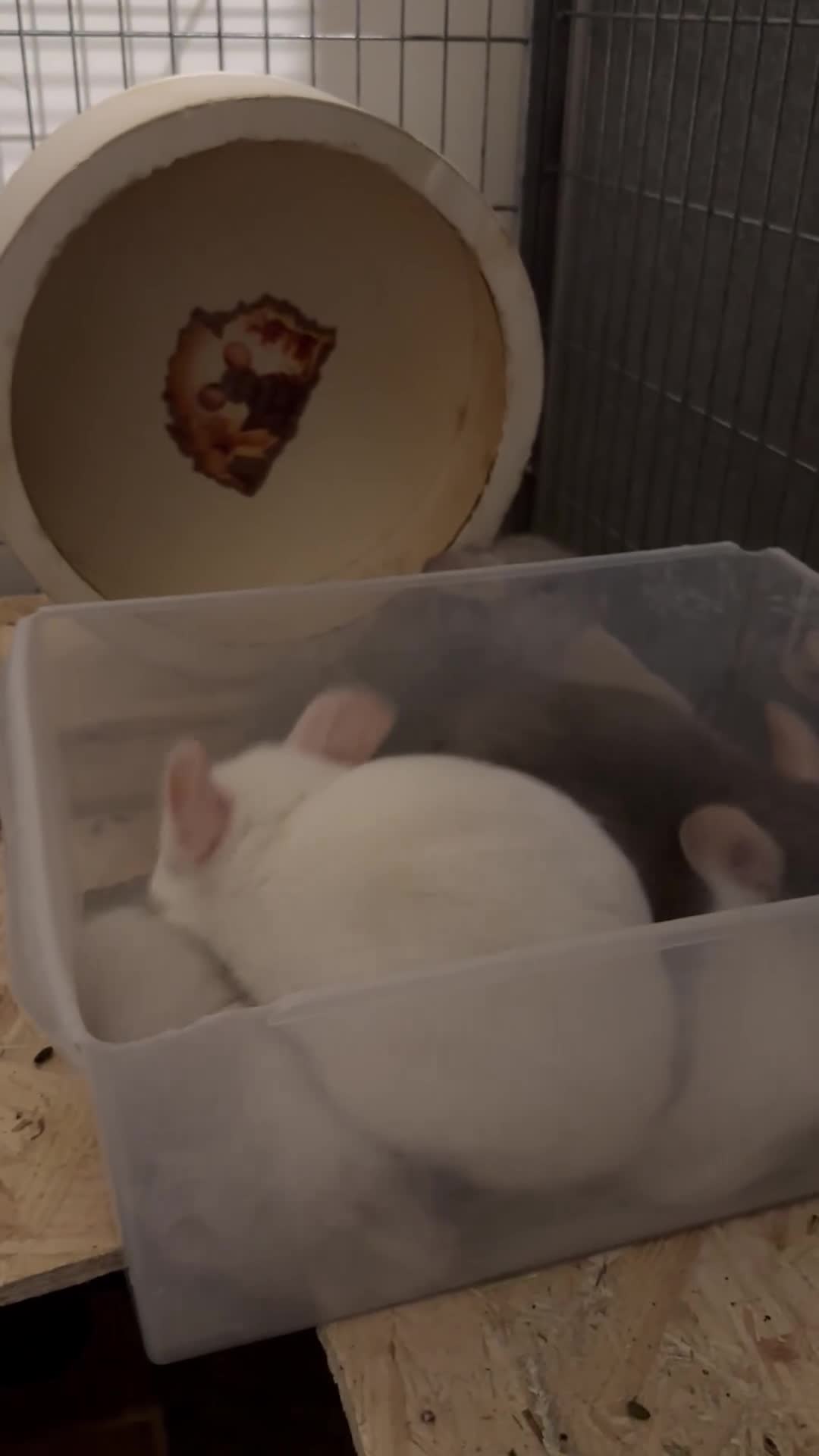 Chinchilla rodents for sale: Beige Male Chinchilla – From Beautiful Parents - Video 3